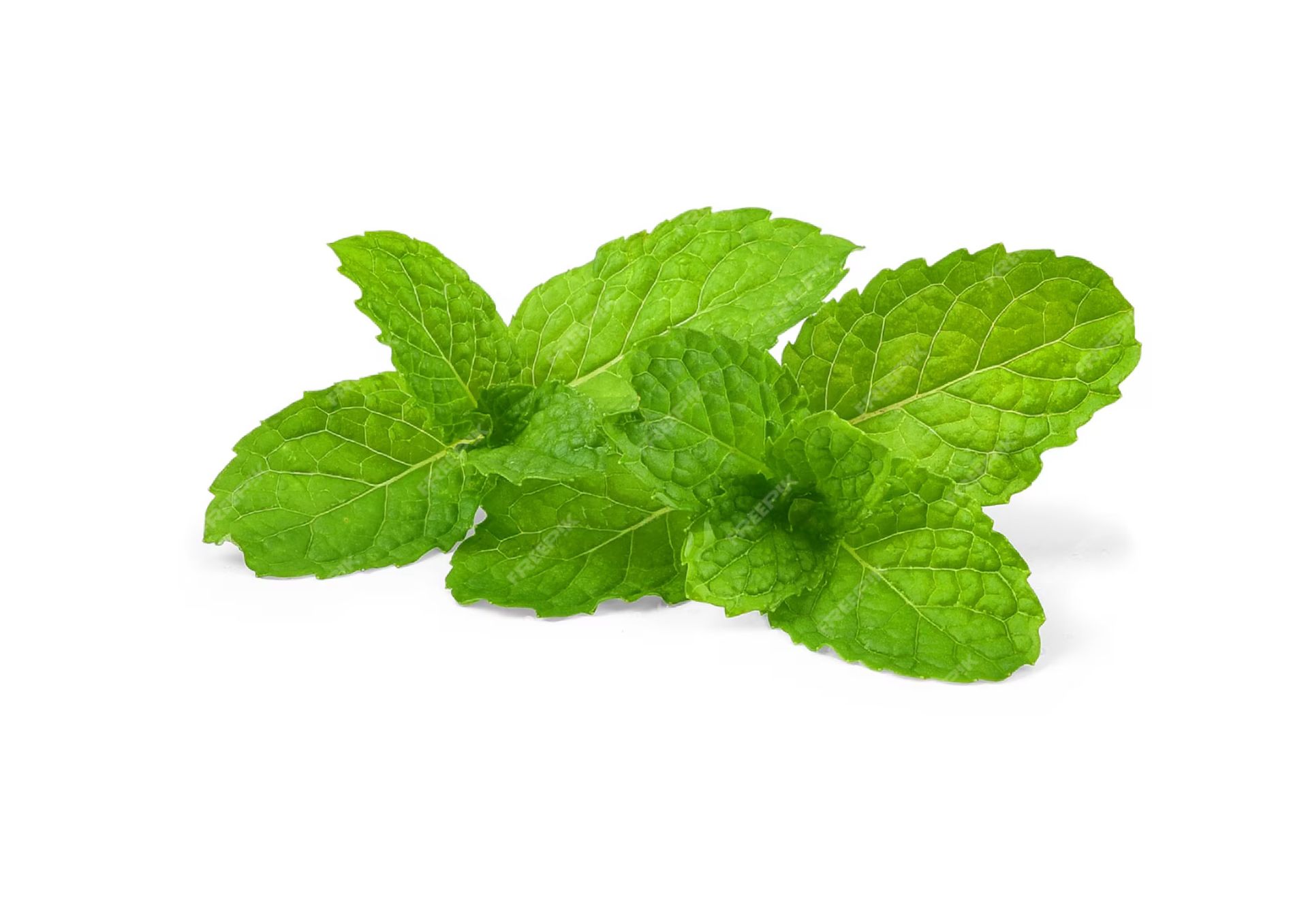 Peppermint